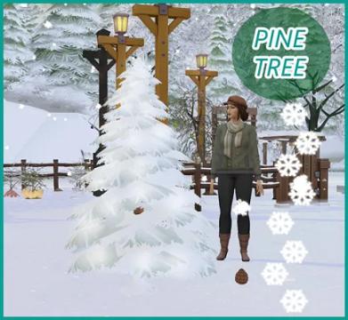 HARVESTABLE PINE CONE AND PINE NUTS