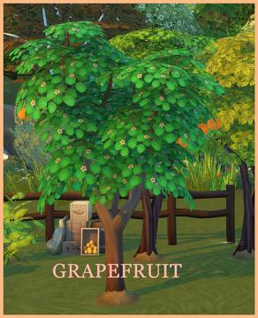 GRAPEFRUIT HARVESTABLE