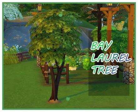 HARVESTABLE BAY LEAF