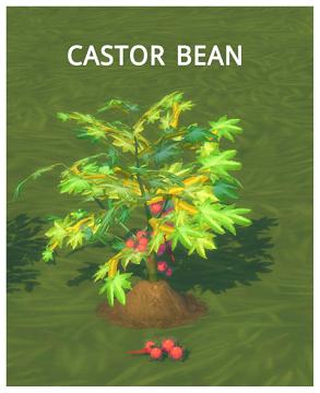 HARVESTABLE CASTOR BEAN
