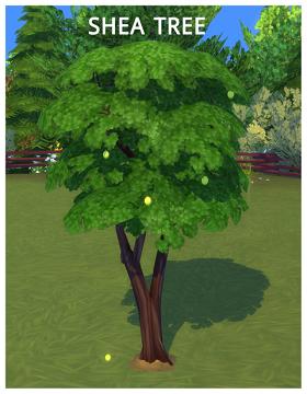 HARVESTABLE SHEA TREE