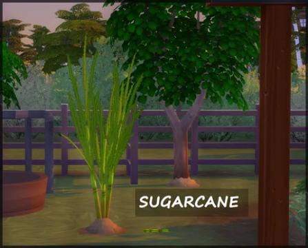HARVESTABLE SUGARCANE
