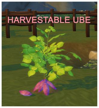 HARVESTABLE UBE
