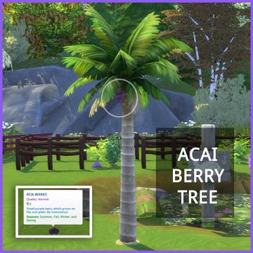 ACAI BERRY PALM