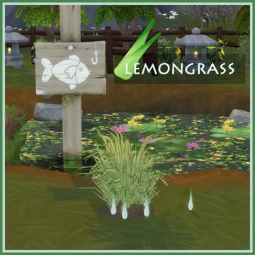 Harvestable Lemongrass 