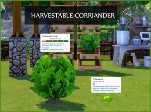 HARVESTABLE CORRIANDER - CILANTRO