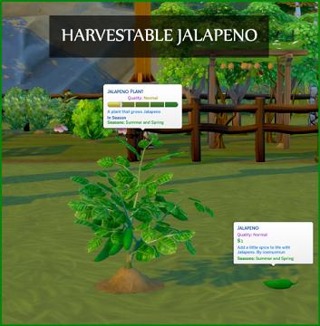 HARVESTABLE JALAPENO