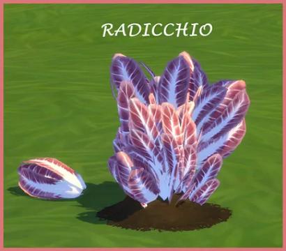 RADICCHIO