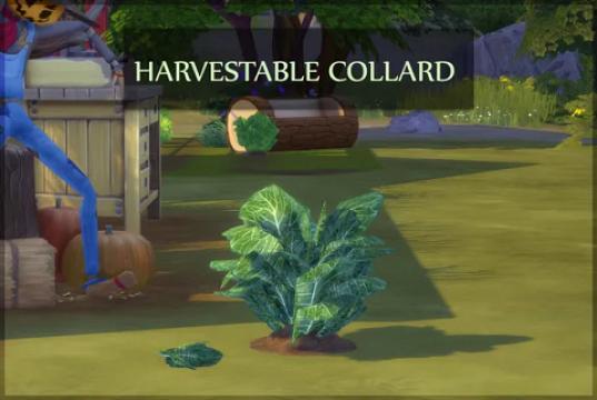 HARVESTABLE COLLARD