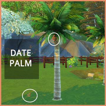 HARVESTABLE DATE PALM