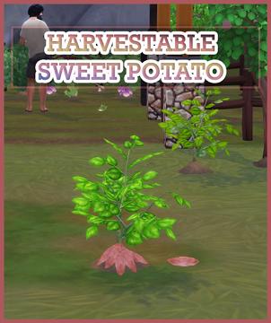 HARVESTABLE SWEET POTATO