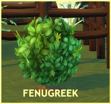 FENUGREEK