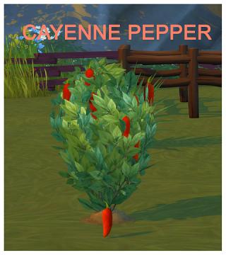 HARVESTABLE CAYENNE PEPPER