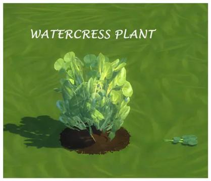 WATERCRESS