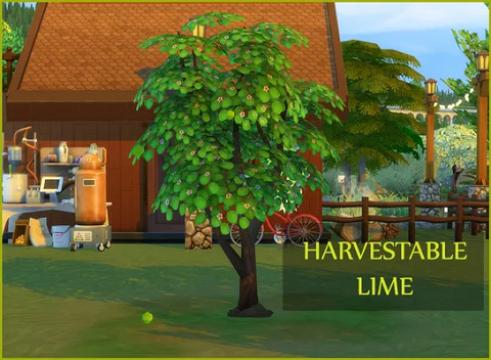 HARVESTABLE LIME