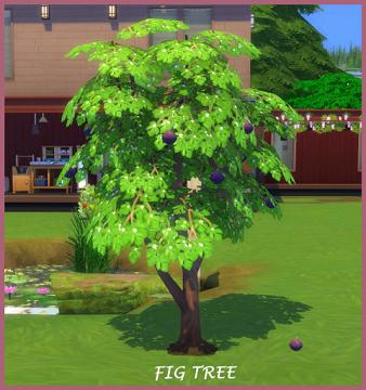 HARVESTABLE FIG