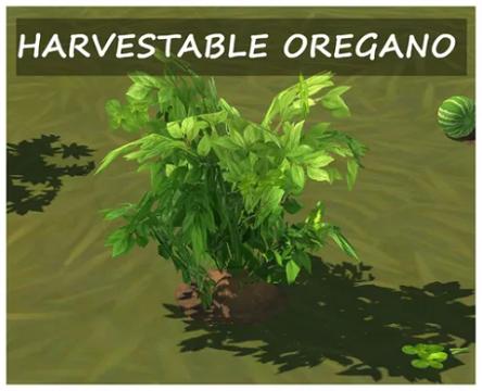 HARVESTABLE OREGANO