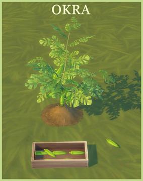 HARVESTABLE OKRA