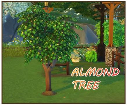 HARVESTABLE ALMOND