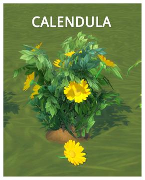 HARVESTABLE CALENDULA