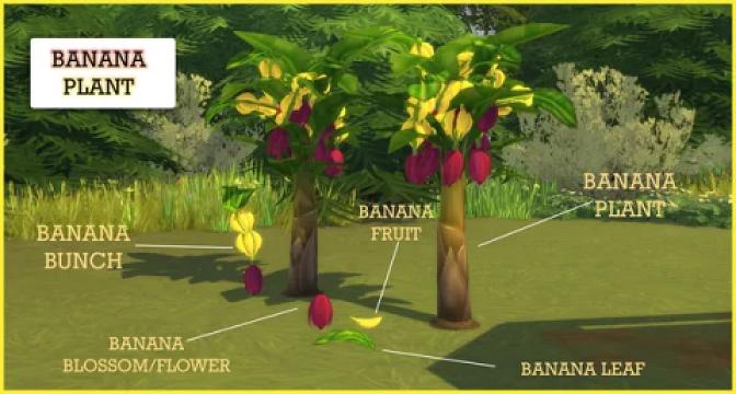 BANANA PLANT