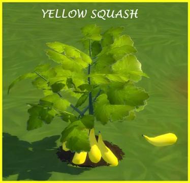 HARVESTABLE YELLOW SQUASH