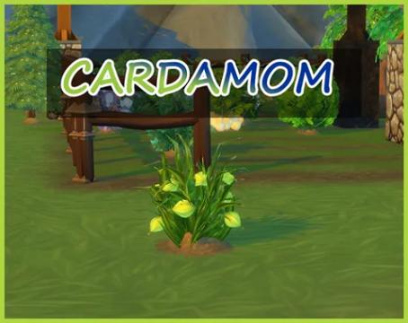 CARDAMOM HARVESTABLE