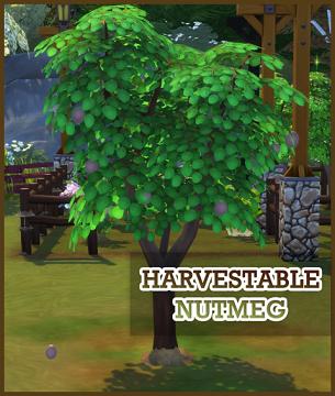 HARVESTABLE NUTMEG