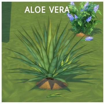 HARVESTABLE ALOE VERA