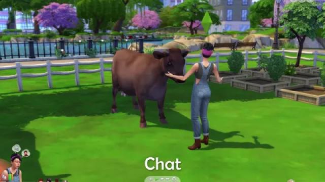 Dairy Cow
