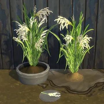Rice