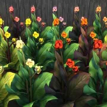 Canna Plant Recolors