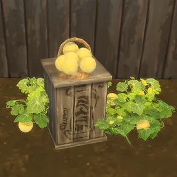 Honeydew Melon
