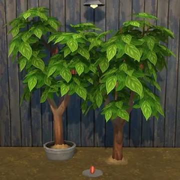 Cacao