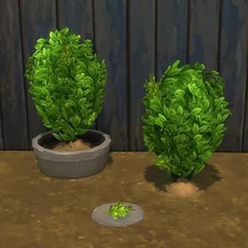 Tea Leaves