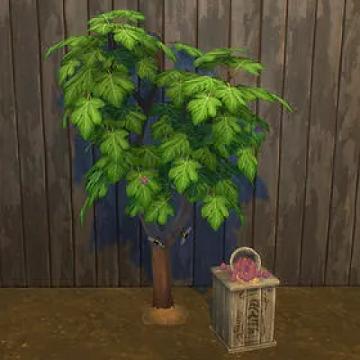 Fig