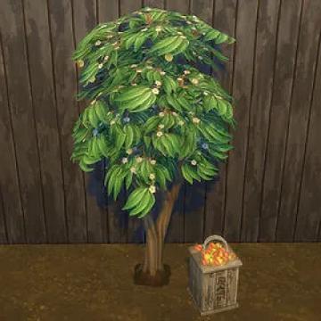 Apricot