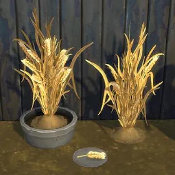Wheat