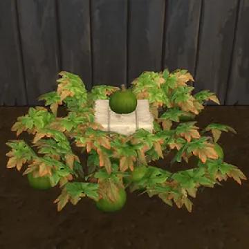 Green Pumpkin