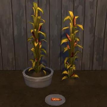 Field Corn