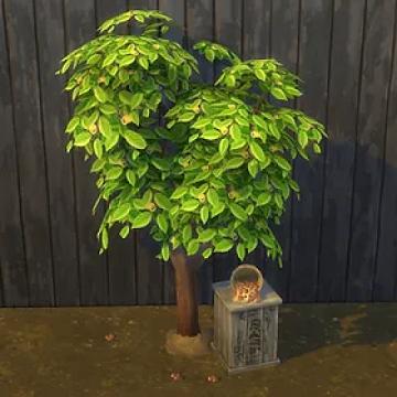 Nutmeg