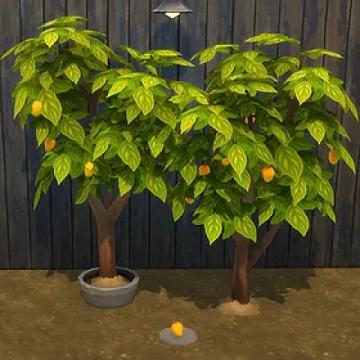 Mango