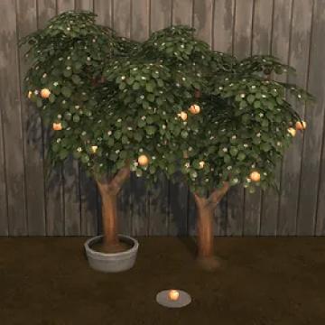 Grapefruit