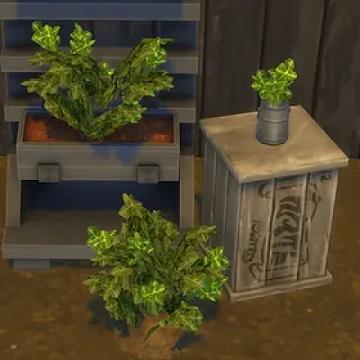 Oregano