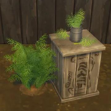 Dill