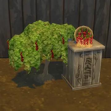 Red Currant