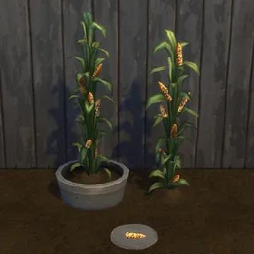Sweet Corn