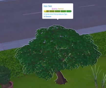 Figs Tree (Harvestable)