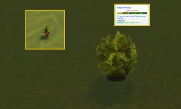 Rosehip (Harvestable)