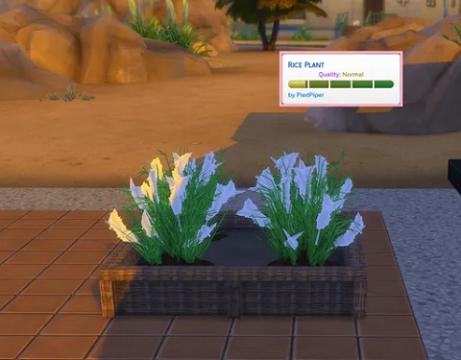Rice Harvestable